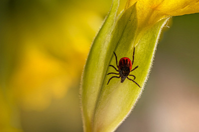 Жителей региона предупреждают об осенней активности клещей