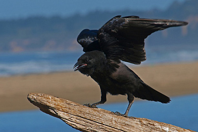 В Тольятти агрессивные вороны атакуют людей