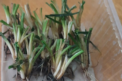 В Самарской области более 80 % озимых хорошо перенесли морозы