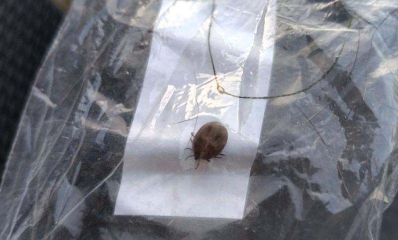 Без резких движений: как вести себя при укусе клеща