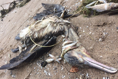 В Тольятти гибнут пеликанообразные птицы