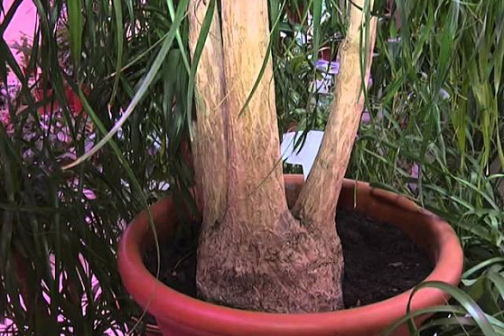 Дачные советы 4.12 2014 