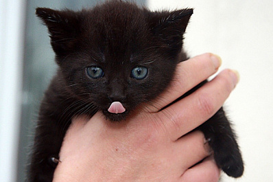 Самарцам кошка приносит в дом чужих малышей