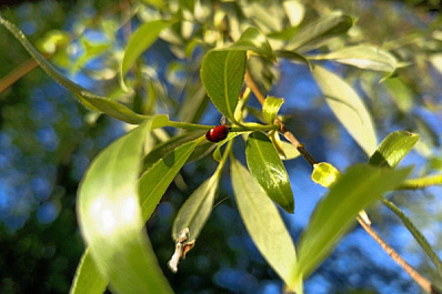 Народные приметы на 26 мая 2025 года: что нельзя делать в этот день