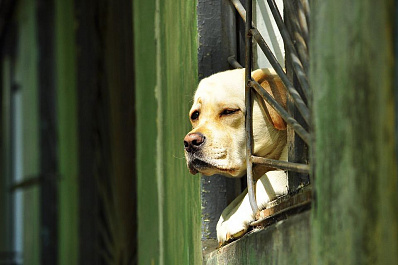 В Самаре ввели 2-месячный карантин по бешенству