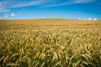"Агро-wiki" для новичков и не только: в России создают первую открытую Википедию сельского хозяйства