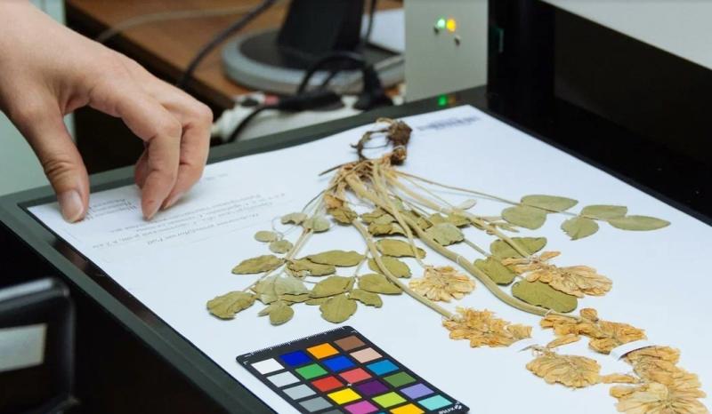 Коллекция флоры Волго-Уральского региона включена в глобальную базу знаний о жизни на Земле