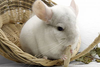 В Сызрани из зоомагазина сбежали экзотические животные