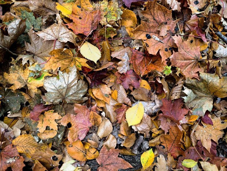 Погода на 8 октября 2025 года: народные приметы и прогноз синоптиков