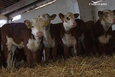 Дмитрий Азаров: Животноводы Самарской области получат дополнительные меры поддержки