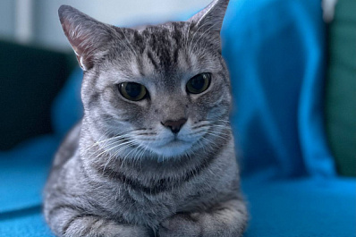 Мнение эксперта: чувствуют ли кошки настроение человека?