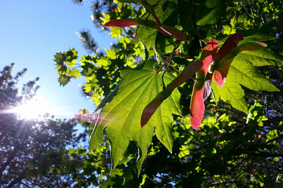 ​Дмитрий Азаров предложил сделать Ботанический сад открытым круглый год