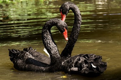 В Самаре выбирают лучшую пару среди обитателей зоопарка