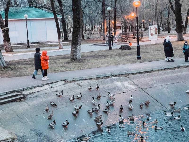 В Самаре в парке Гагарина заметили нашествие уток