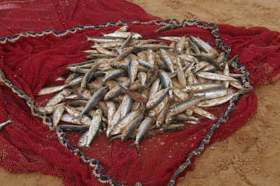 Самарцу грозит до 2 лет лишения свободы за ловлю рыбы сетями на озере Гатном