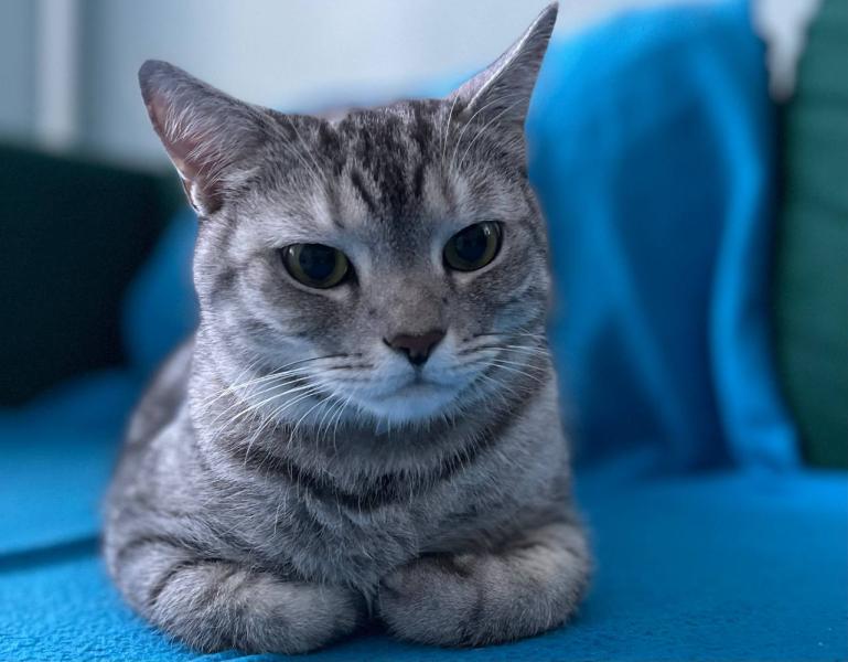 Эксперты рассказали, как защитить кошек от птичьего гриппа