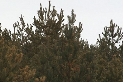 За срубленную в Самарской области новогоднюю елку грозит штраф до 300 тысяч рублей