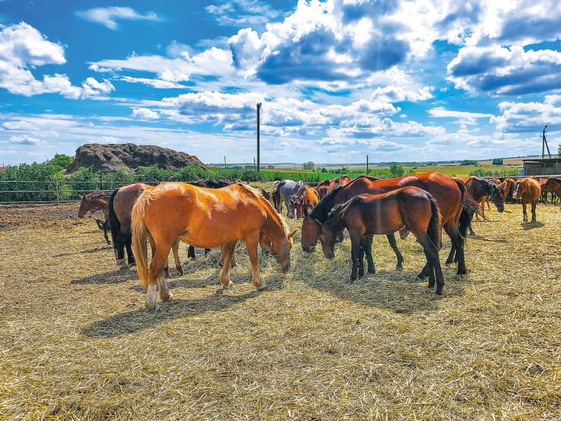 Поле с конем: как в Самарской области выращивают пшеницу и разводят лошадей