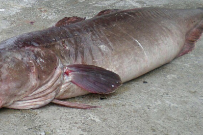 Гигантская удача: в Волге выловили рыбу размером с человека