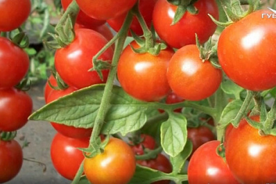 Как выбрать томаты для выращивания в домашних условиях?