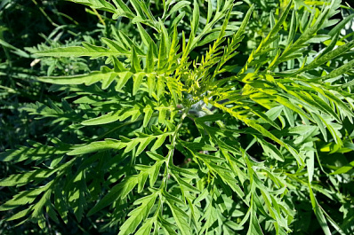 Самарцам помогли избавиться от амброзии, заполонившей весь двор