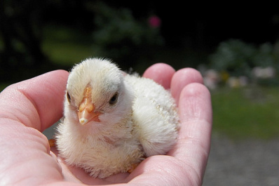 Почти 100 жителей Пестравского района заключили социальные контракты на 9 млн рублей 