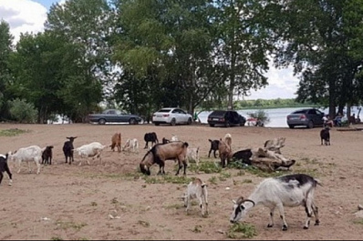 В Самаре на пляжах для людей отдыхают козы