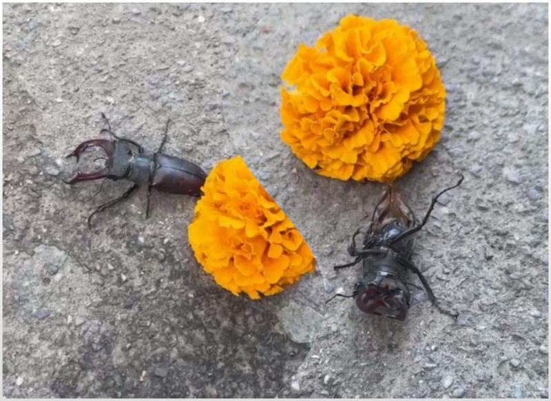 Не мог перевернуться: в Самаре спасли необычного жука-оленя 