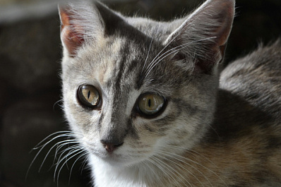 Дрожал и пищал: в подтопленном Владивостоке спасли крошечного котенка