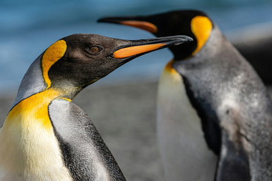 В Самаре выберут имя для пингвиненка Гумбольдта