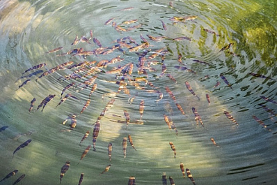 Экологи объяснили большое скопление кильки, запертой в волжских затонах