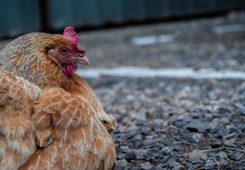 Врачи рассказали, какие части курицы могут вызывать рак при употреблении в пищу