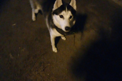 Он может умереть: в Тольятти по улицам блуждает одинокий хаски