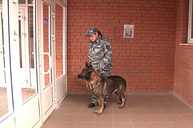 В Самаре пес Зерд за две минуты нашел пропажу и помог людям в беде