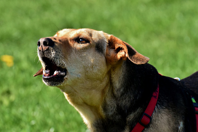 Прокуратура подключилась к проверке гибели самарчанки после нападения собак