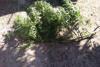 В Самарской области у мужчины дома обнаружили куст конопли