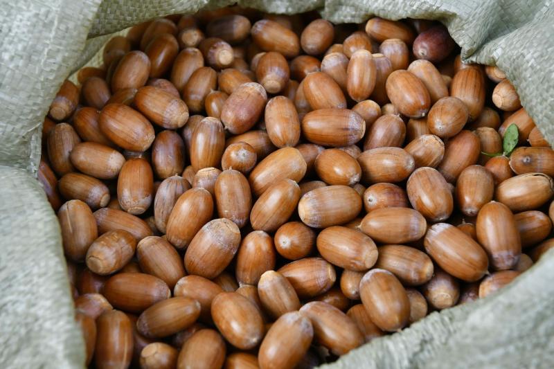 Самарская область одна из первых в ПФО выполнила план по сбору семян дуба