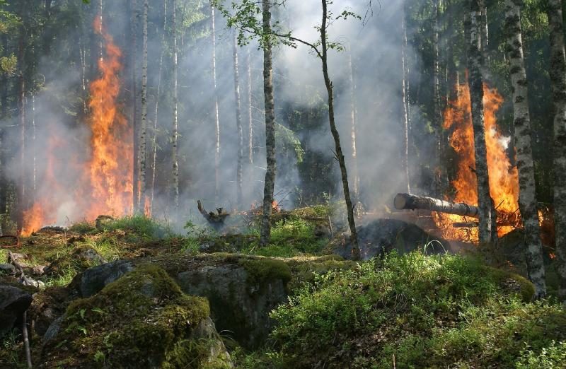 Удар молнией стал причиной пожара в Керженском заповеднике