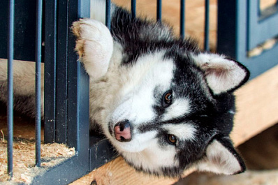 В Управленческом обустроят площадку для выгула собак