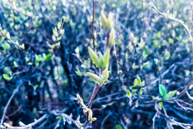 Регион расцветает: в Самарской области 7 апреля ожидается +14 и облачность