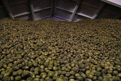 В магазины Самарской области завезли овощи, выращенные на полях Ставропольского района