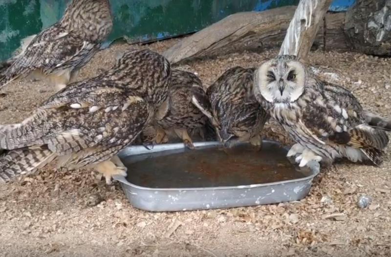Самарский зоопарк показал, как животные переносят аномальную жару