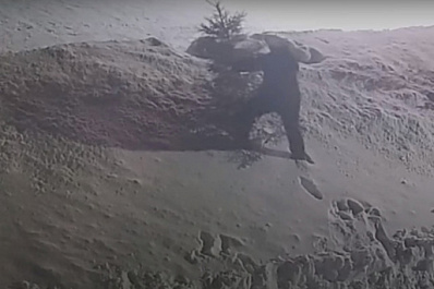 В Самарской области мужчина ножом спилил ель в центре села, чтобы подарить другу