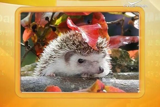 Календарь губернии 16.10.2016