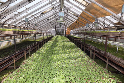 В Самаре этой весной высадят не меньше цветов, чем к ЧМ-2018