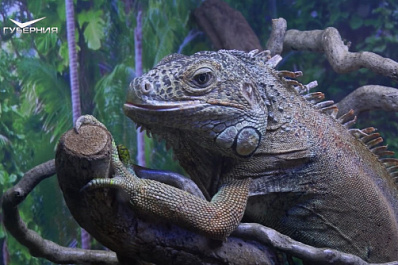 В Самарском зоопарке отметили Всемирный день животных