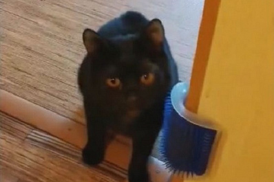 В Самаре живодерка прилюдно издевалась над бездомным котенком