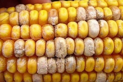 В Нижегородской области в кукурузе нашли опасный микотоксин 