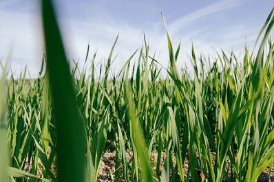 Самарцам помогли избавиться от амброзии при содействии системы "Инцидент Менеджмент"