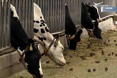 В Самарской области меняются правила получения фермерских субсидий на молоко